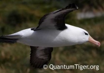 image of albatross