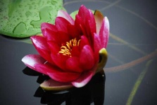 image of flower