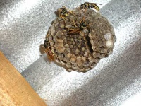 image of honeycomb