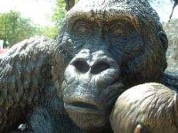 image of gorilla