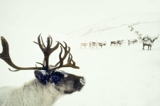 image of reindeer #19