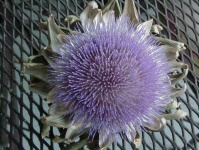 image of flower