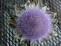 image of artichoke_flower #56