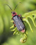 image of ground_beetle
