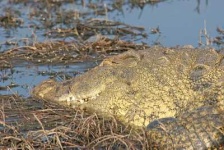 image of african_crocodile