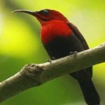 image of bird