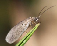 image of lacewing