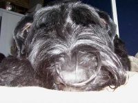 image of giant_schnauzer #6