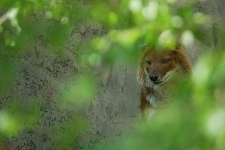 image of dhole
