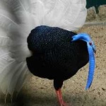 image of bulwers_pheasant #8