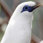 image of bird