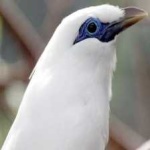 image of bali_starling #30