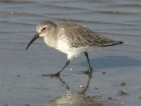 image of red_backed_sandpiper
