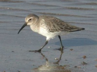 image of red_backed_sandpiper #0