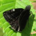 image of animal