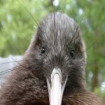 image of bird
