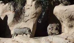 image of hog