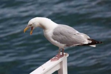 image of seagull