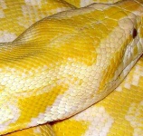 image of rock_python