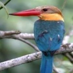 image of bird