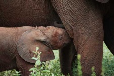 image of tusker