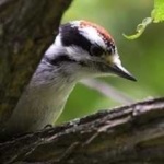 image of bird