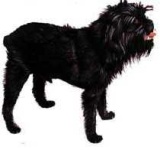 image of affenpinscher