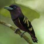 image of banded_broadbill #25