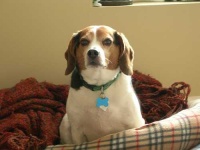 image of beagle