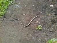 image of snake #11