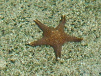 image of starfish
