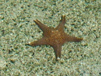 image of starfish #6