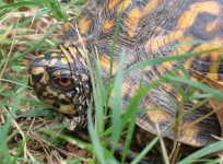 image of box_turtle