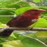 image of bird