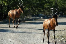 image of hartebeest