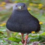 image of bird