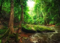 image of tropical_forest