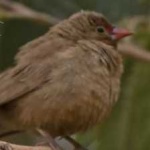 image of bird