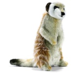 image of meerkat