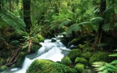 image of tropical_forest