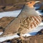 image of bird