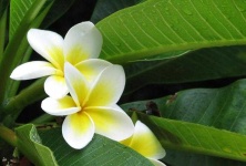 image of flower