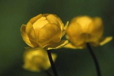 image of flower