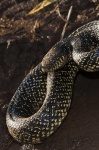 image of king_snake