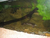 image of platypus