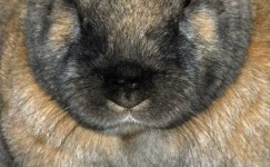 image of animal