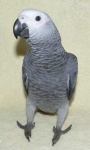 image of african_grey #0