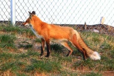 image of kit_fox
