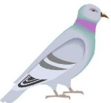image of pigeon