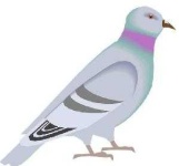 image of pigeon #17